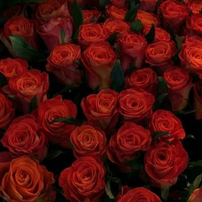 大马士革玫瑰种植规模扩大